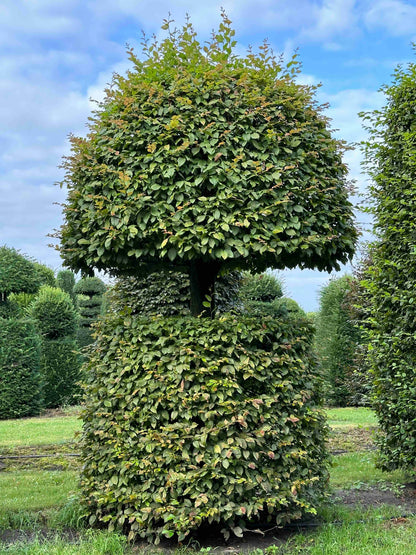 CB TOPIARY #080