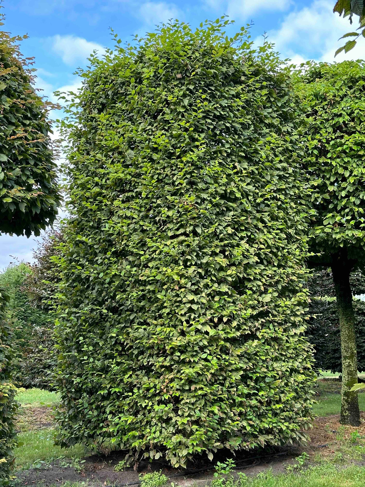 CB TOPIARY #081