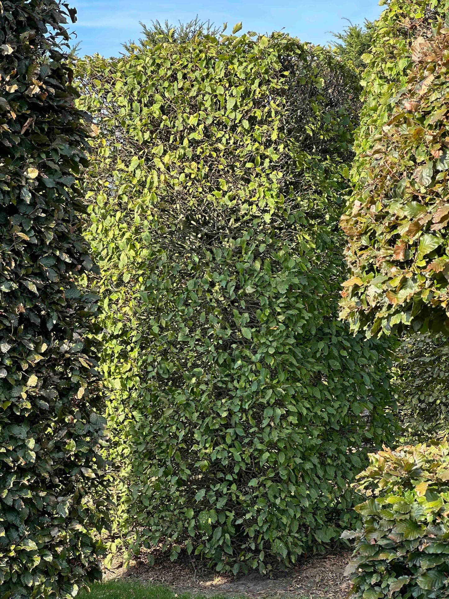 CB TOPIARY #083