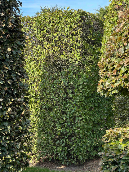 CB TOPIARY #083