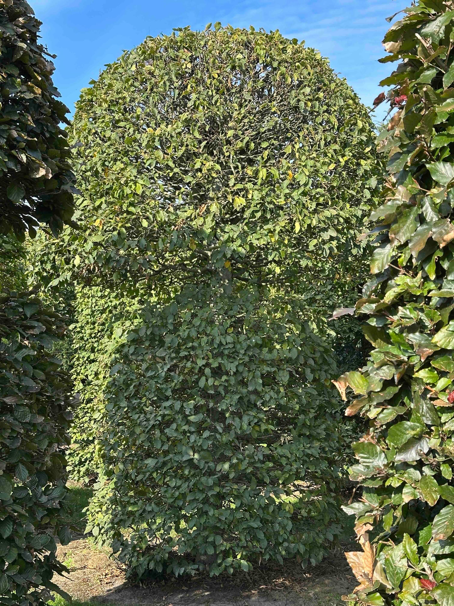 CB TOPIARY #084