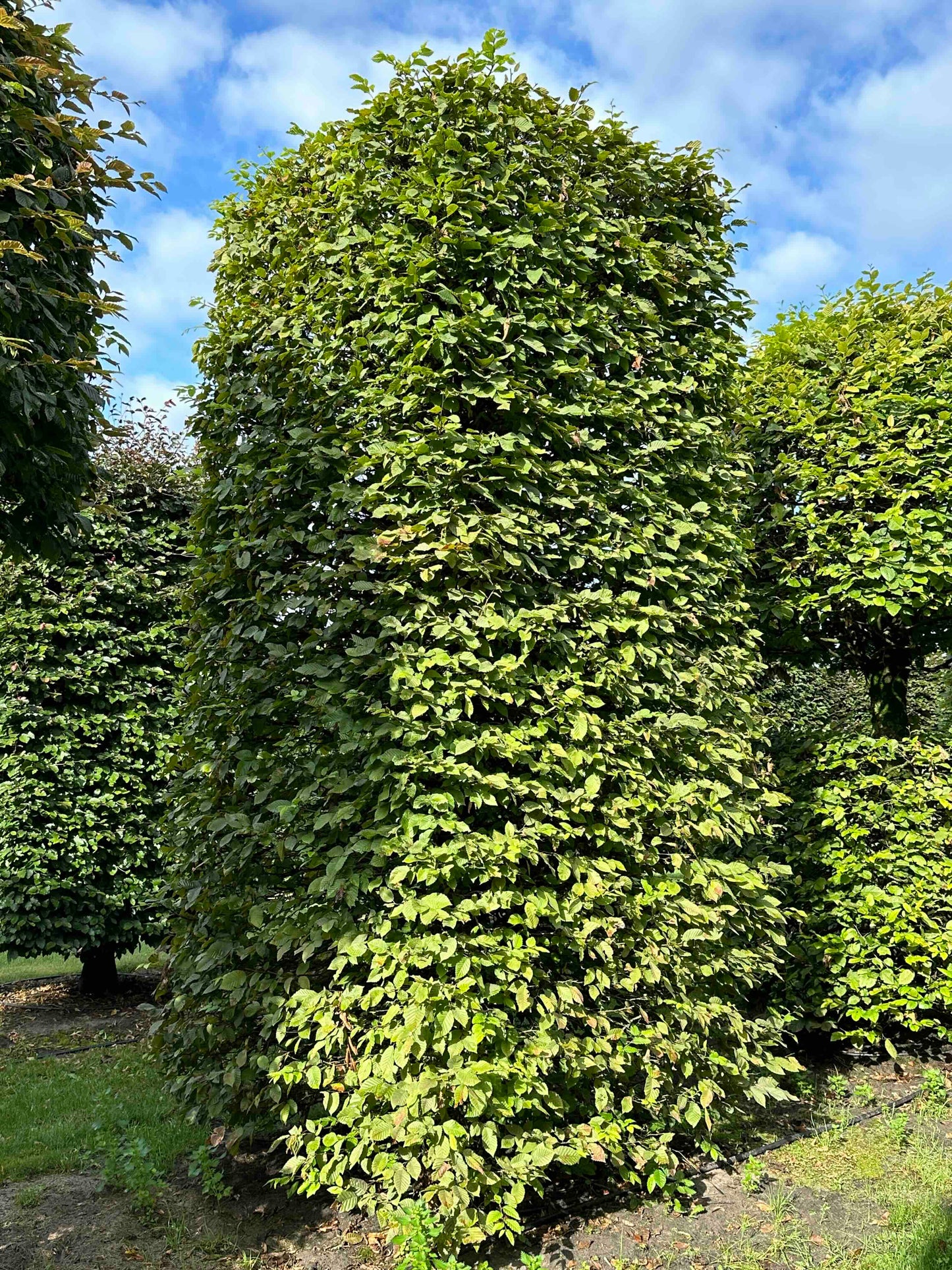 CB TOPIARY #085