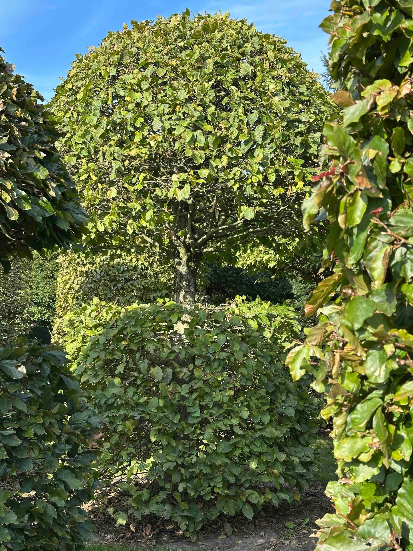 CB TOPIARY #086