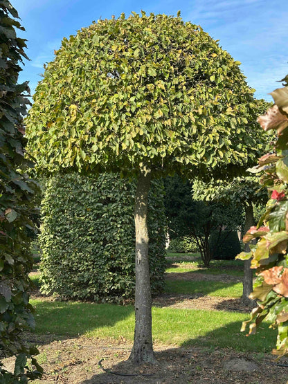 CB TOPIARY #089