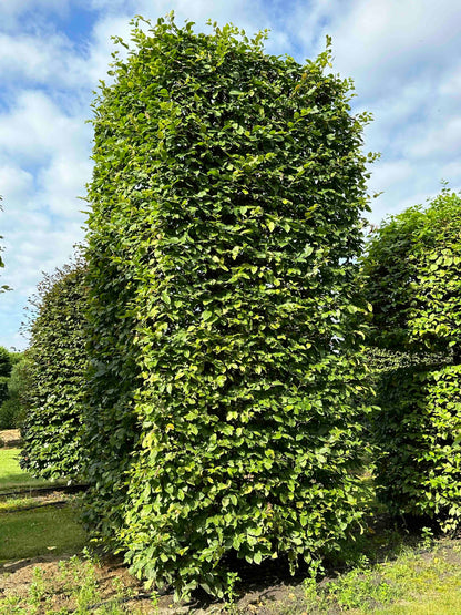 CB TOPIARY #090