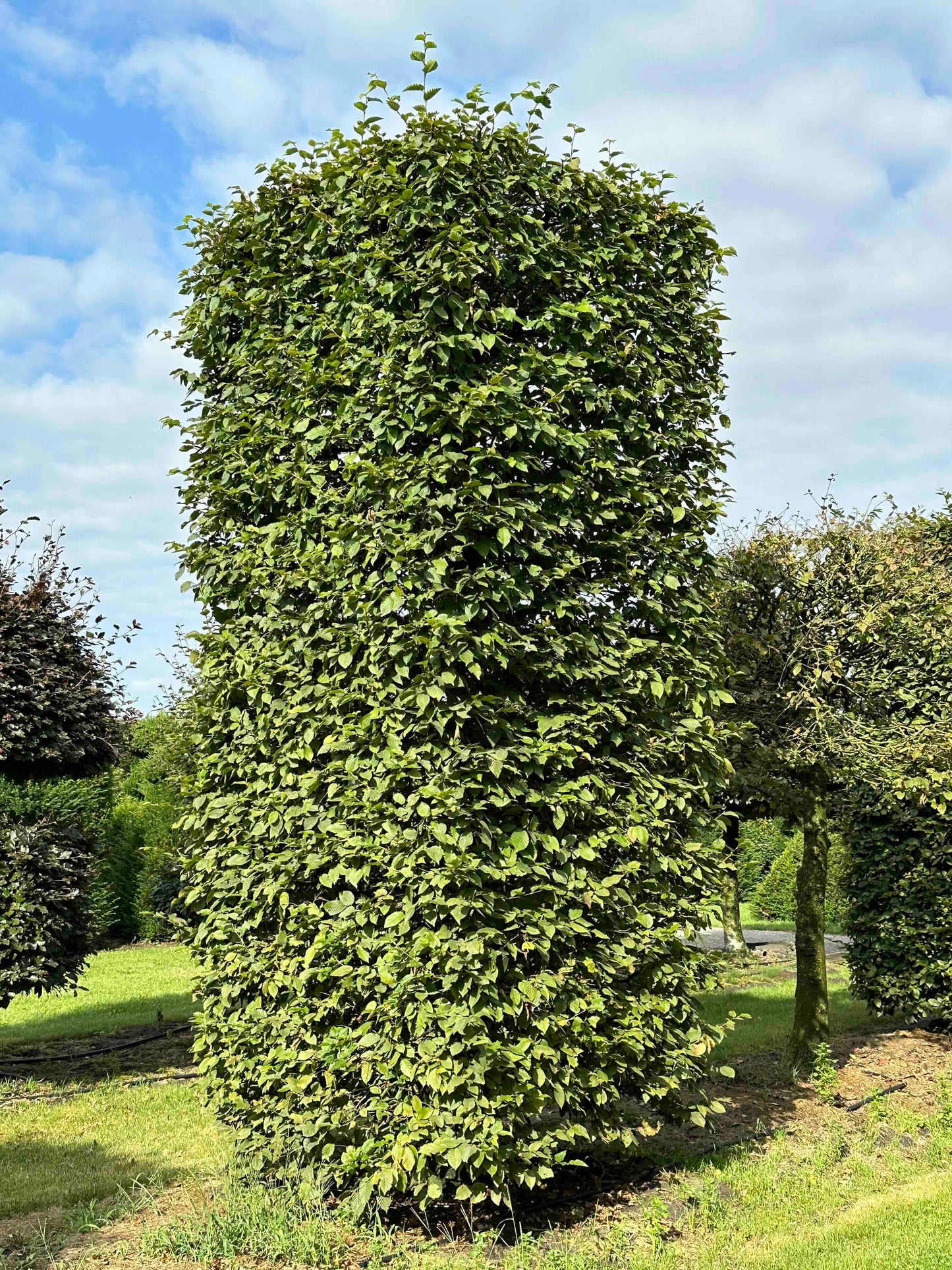 CB TOPIARY #092