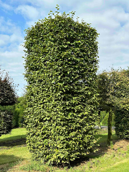 CB TOPIARY #092