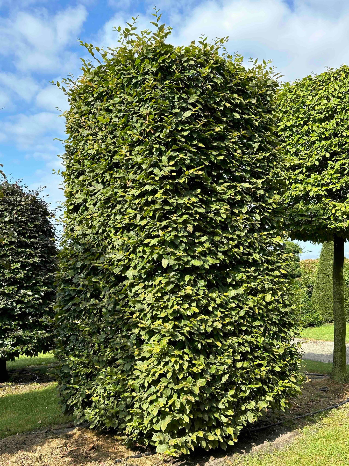 CB TOPIARY #093