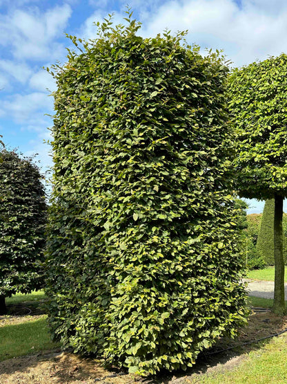 CB TOPIARY #093