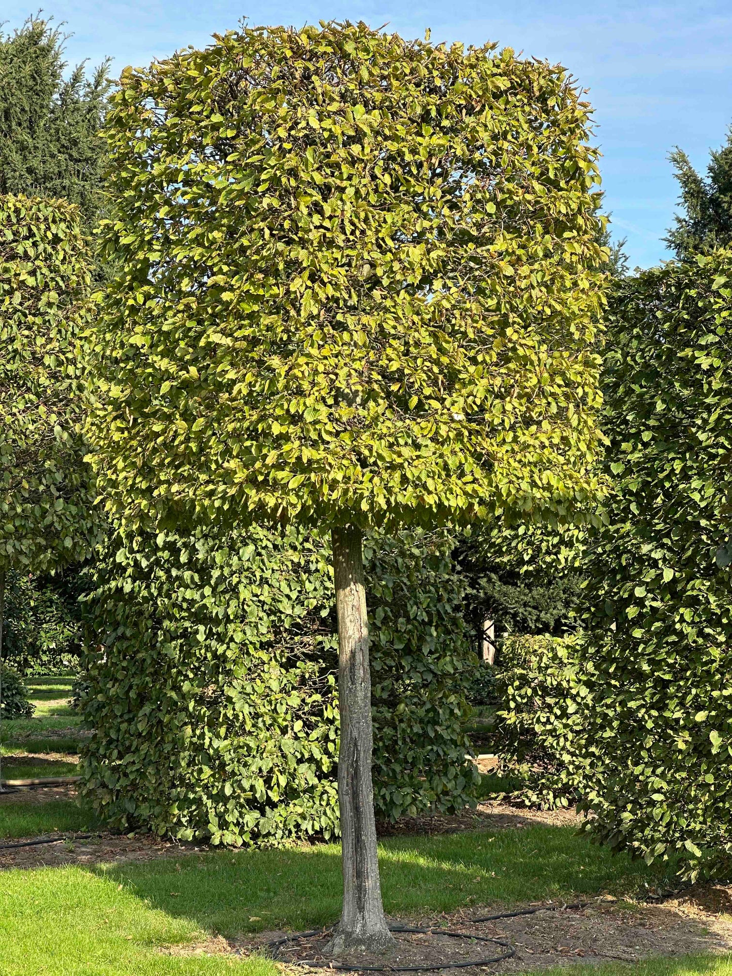 CB TOPIARY #094