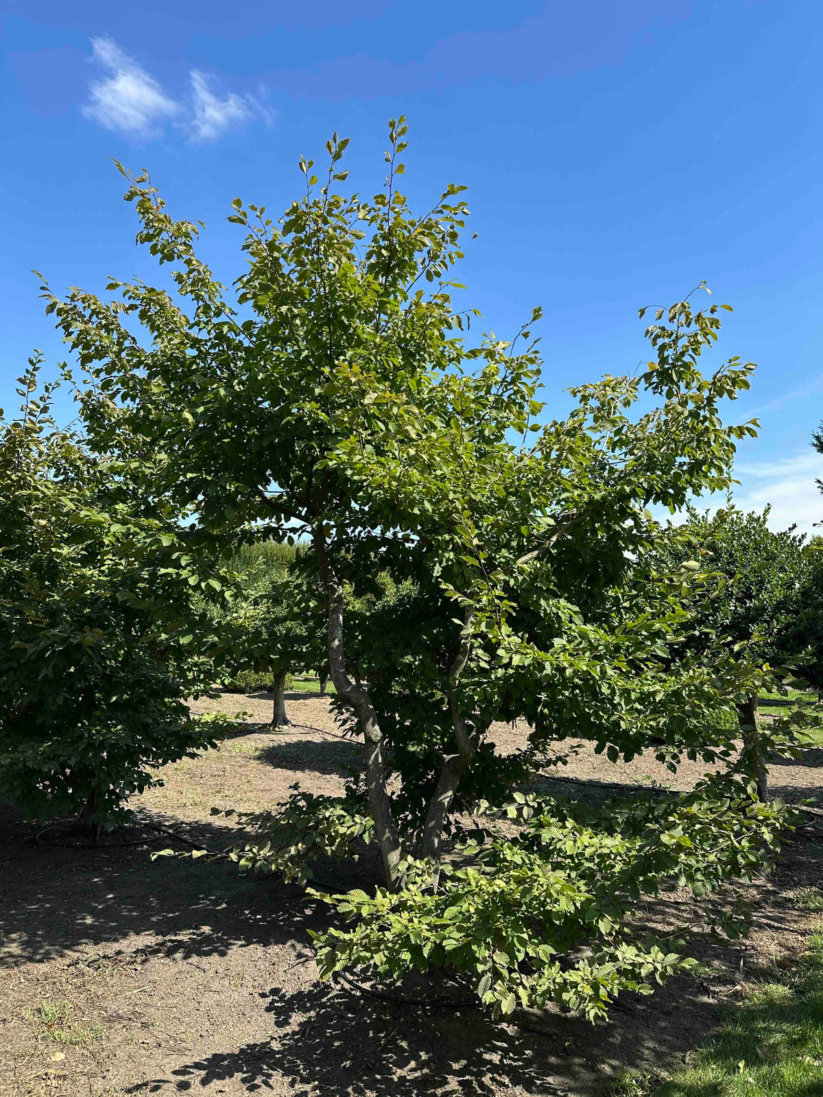 CB TREE #001