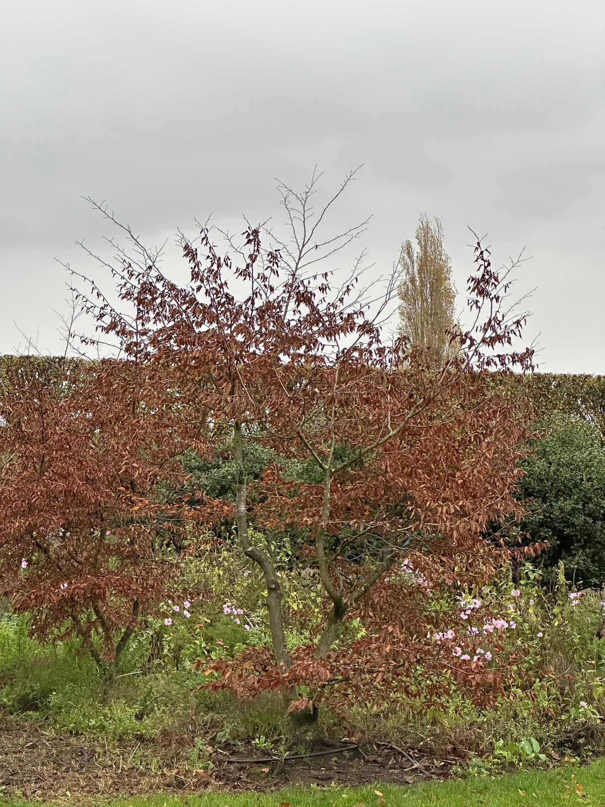 CB TREE #001