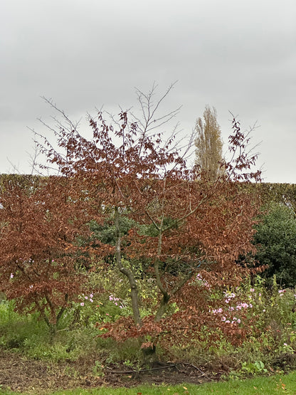 CB TREE #001