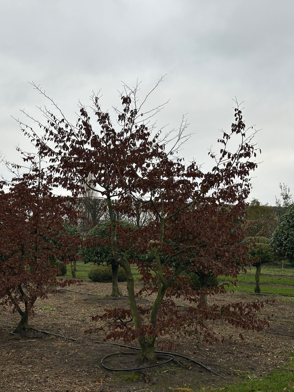 CB TREE #001