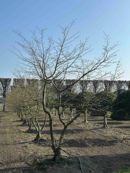 CB TREE #001
