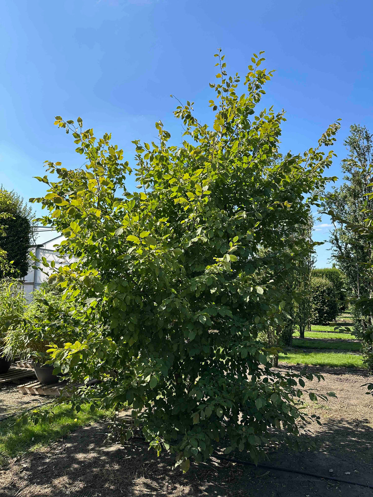 CB TREE #001