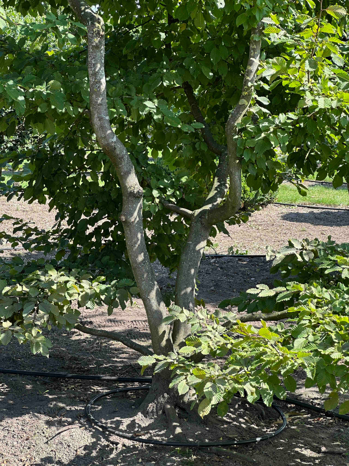 CB TREE #001