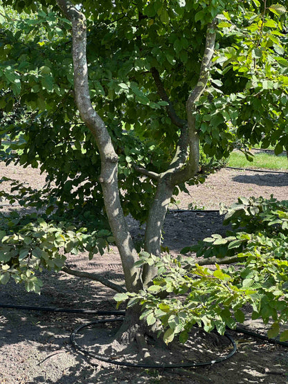 CB TREE #001