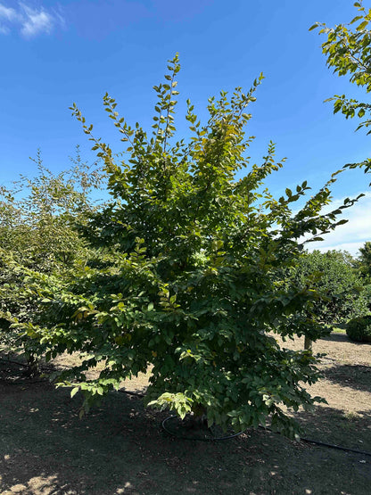 CB TREE #002