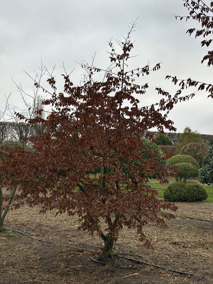 CB TREE #002