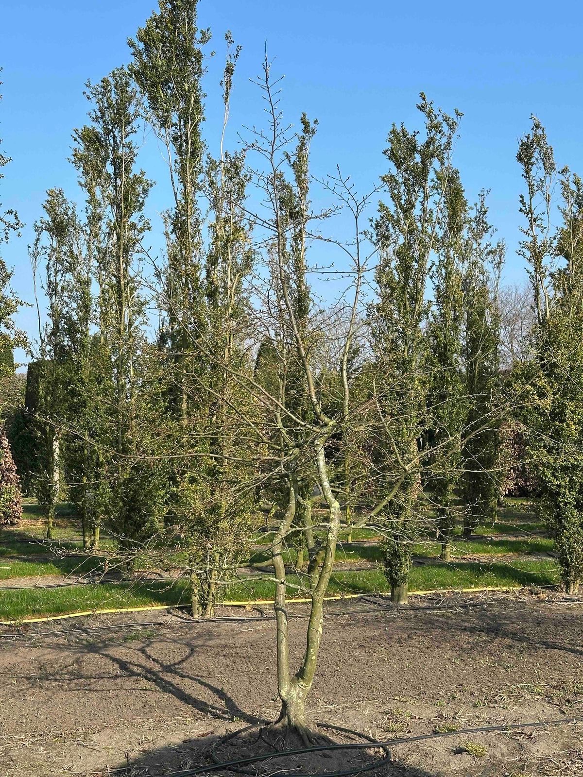 CB TREE #002