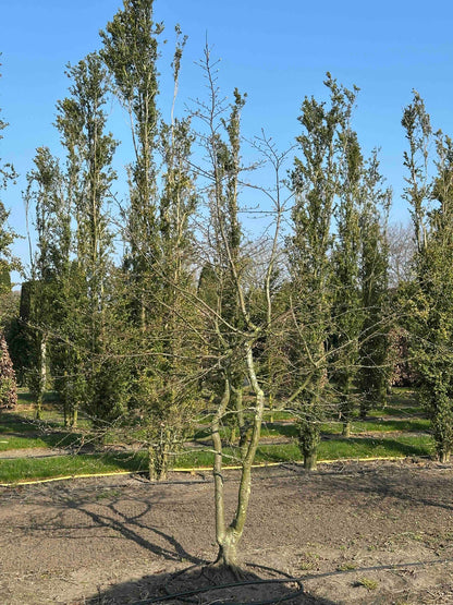 CB TREE #002