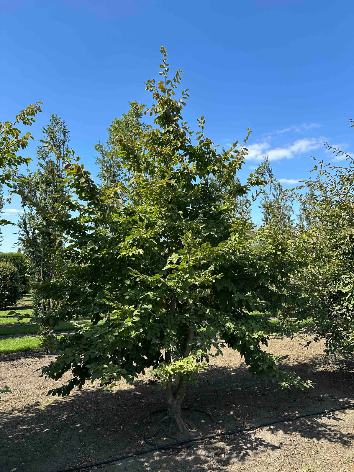 CB TREE #002