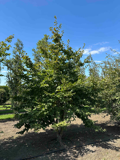 CB TREE #002