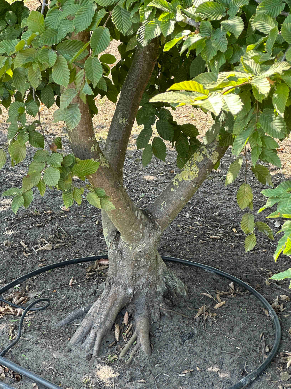 CB TREE #002