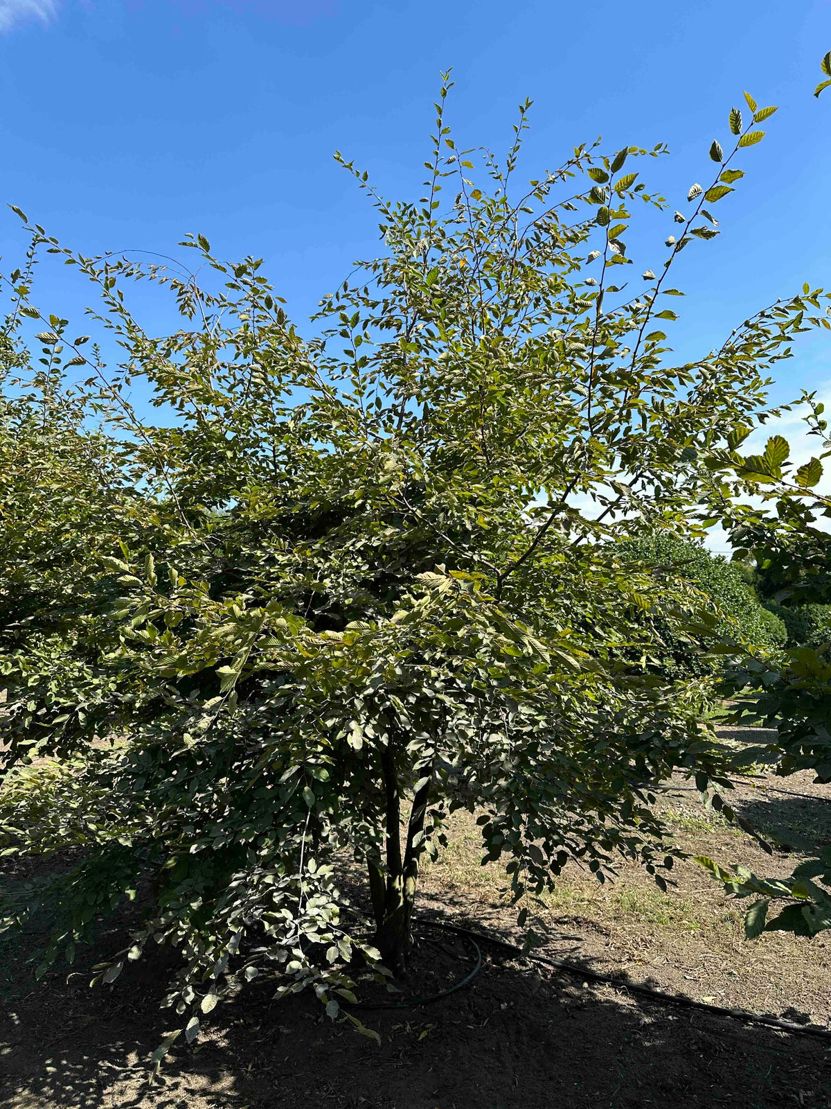 CB TREE #003