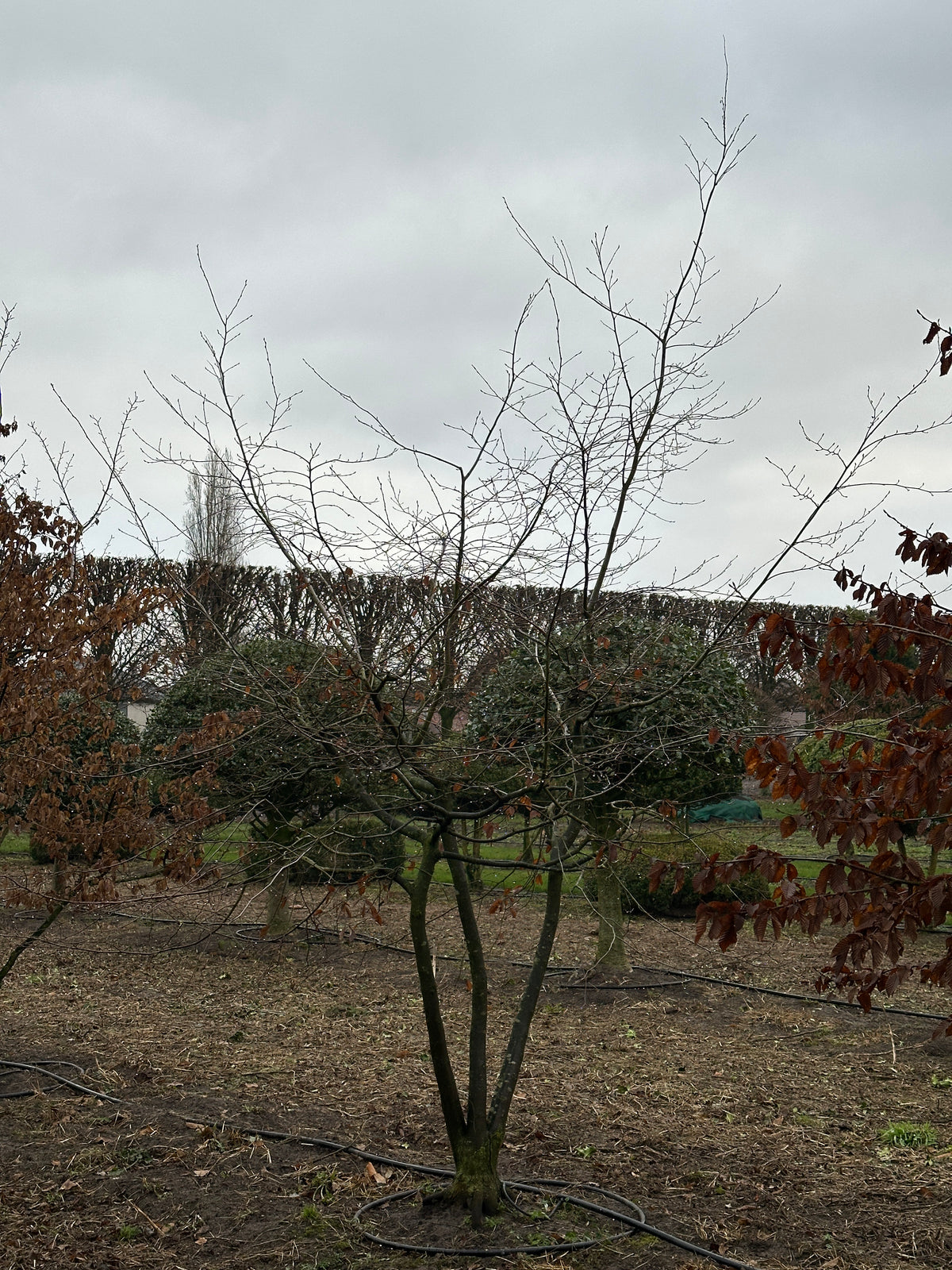 CB TREE #003
