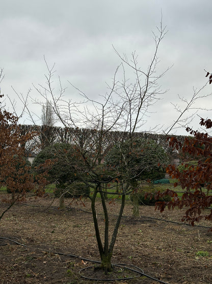 CB TREE #003