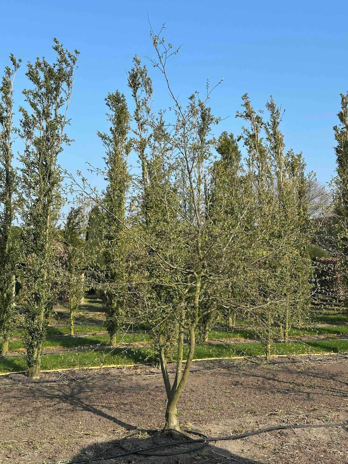 CB TREE #003