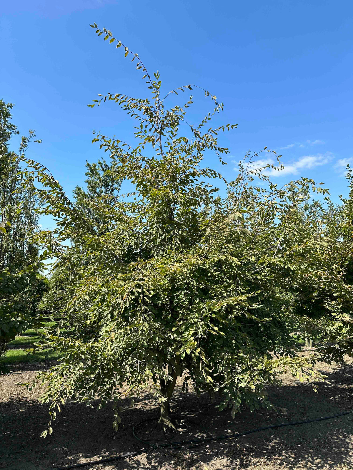 CB TREE #003