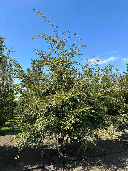 CB TREE #003