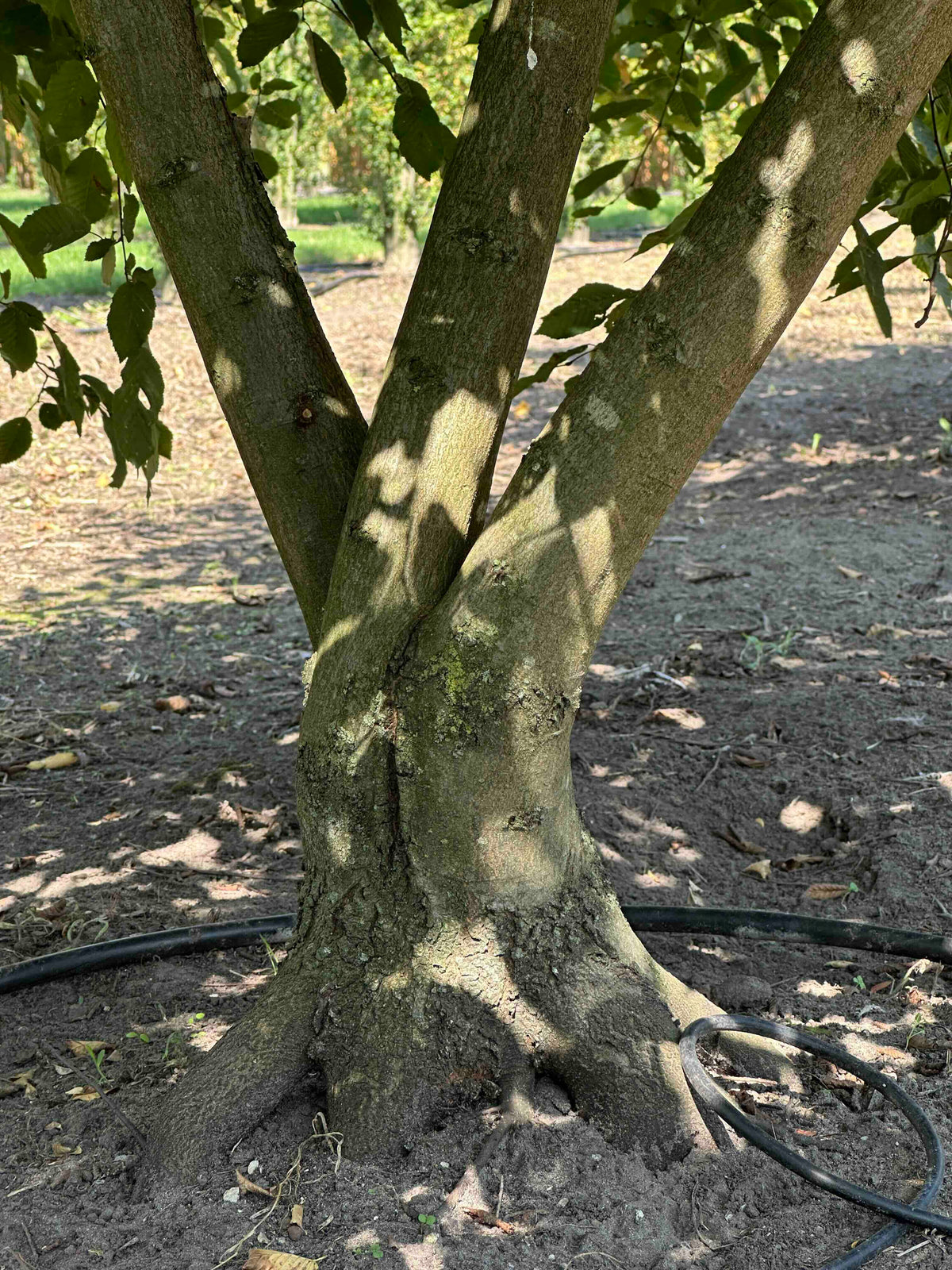 CB TREE #003