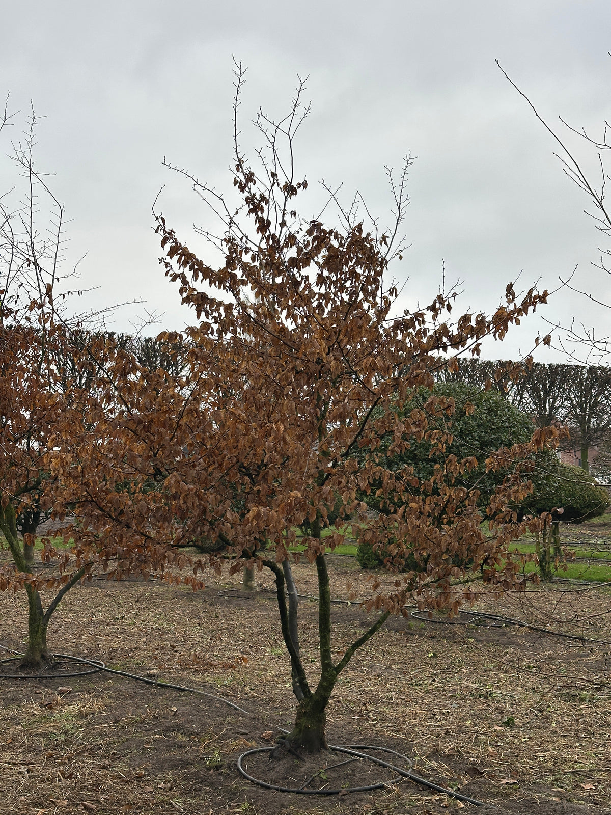 CB TREE #004