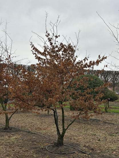 CB TREE #004
