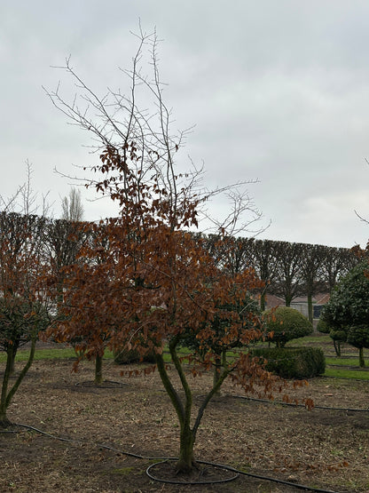 CB TREE #005