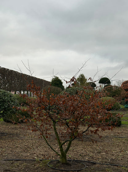 CB TREE #007