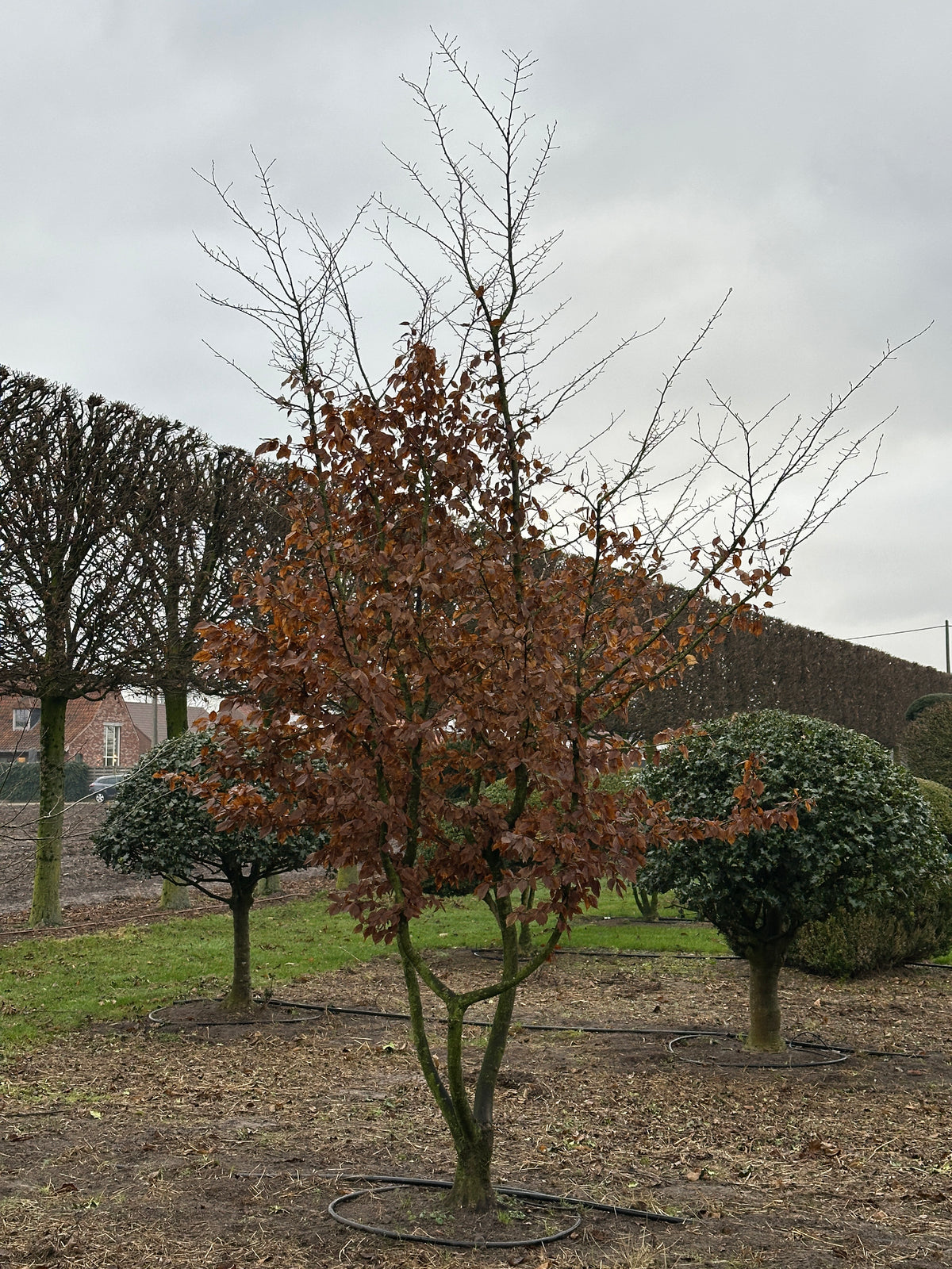 CB TREE #008