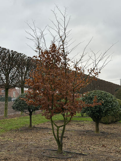 CB TREE #008