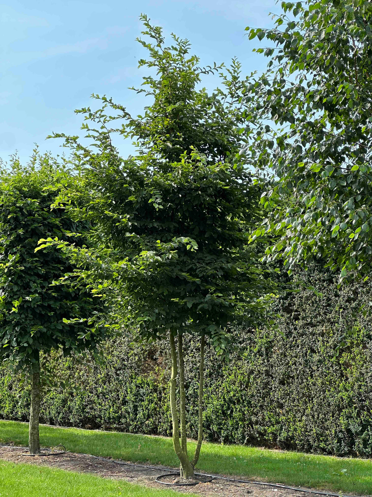 CB TREE #011