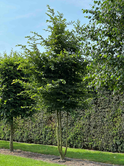 CB TREE #011