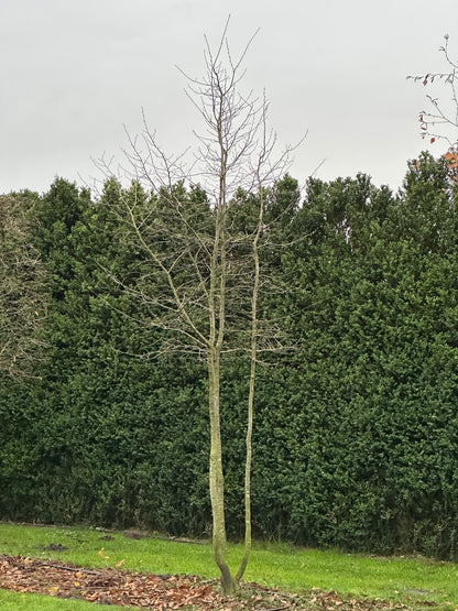 CB TREE #011