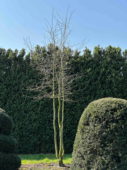CB TREE #011