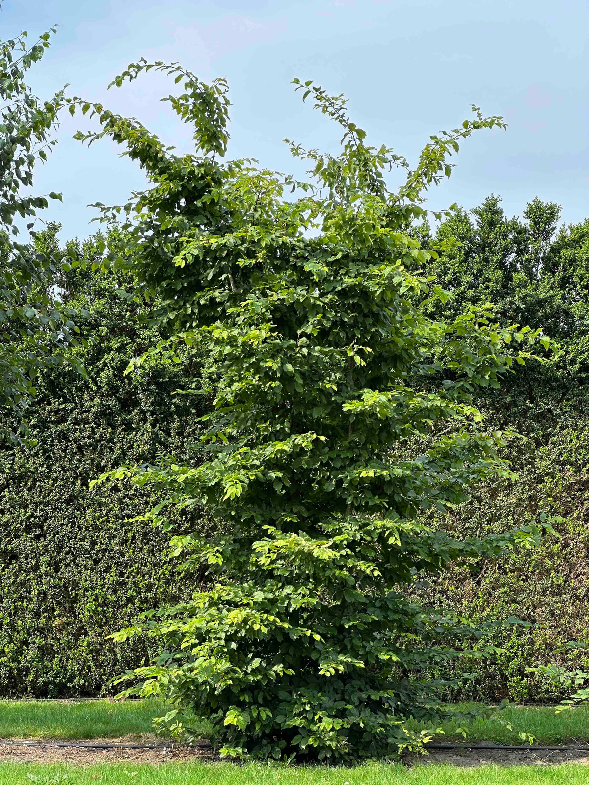 CB TREE #012