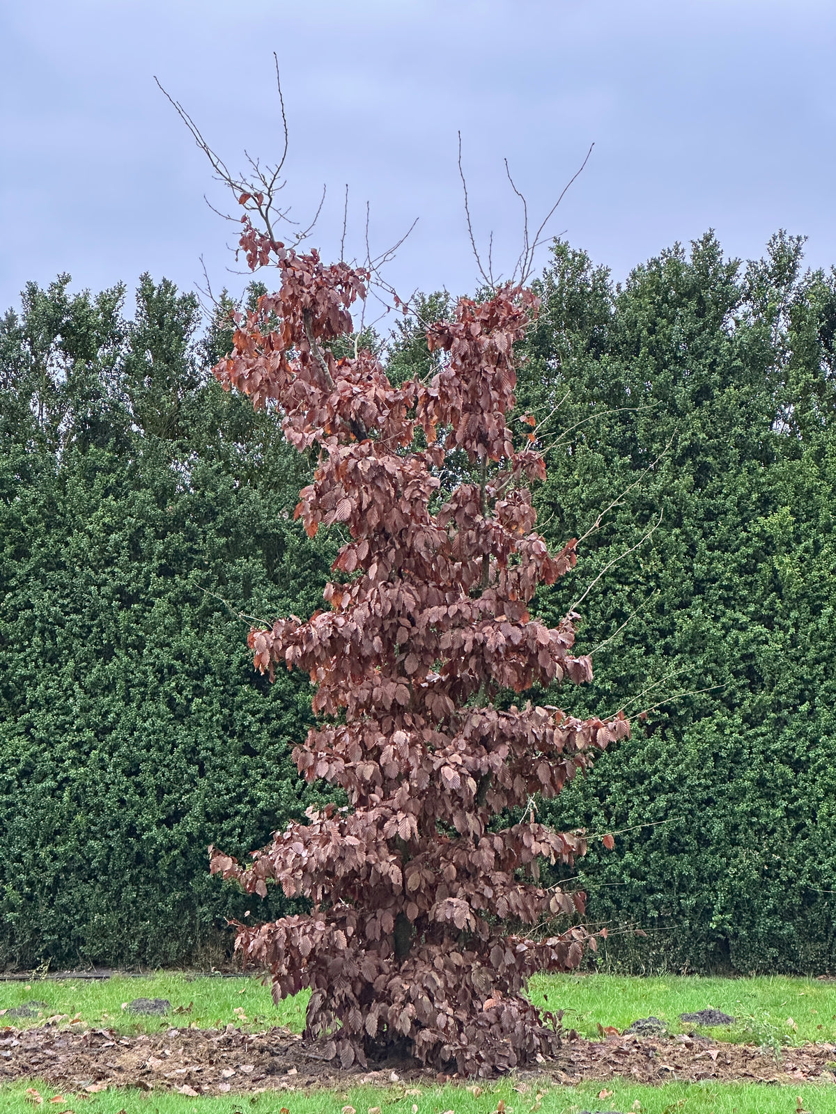 CB TREE #012