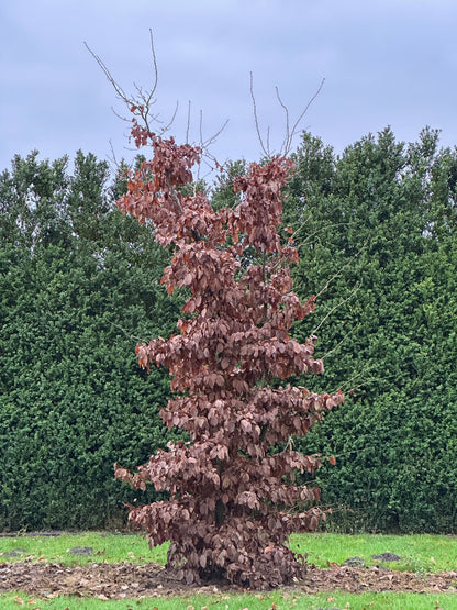 CB TREE #012