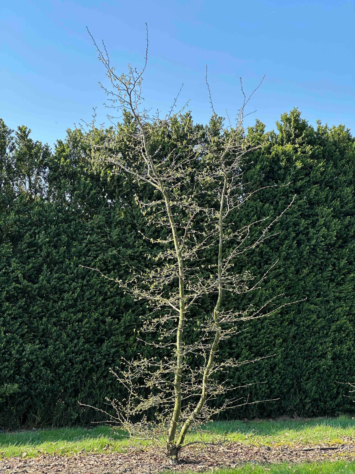 CB TREE #012